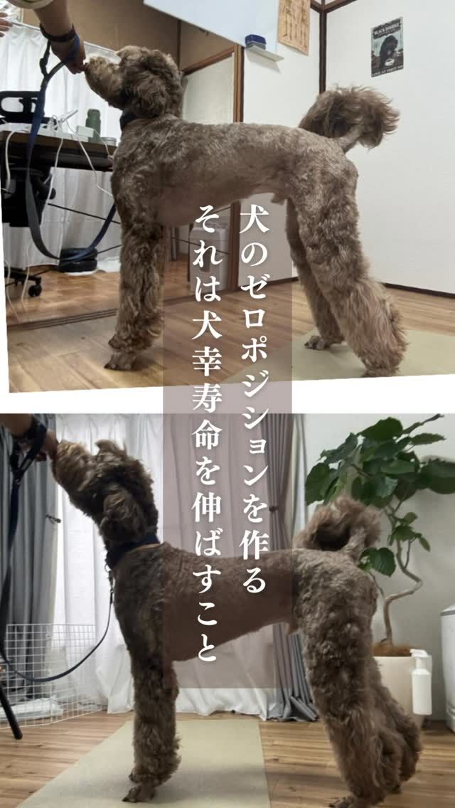 Laughwithdogは老犬介護、犬の整体、犬のリハビリ、犬のしつけ