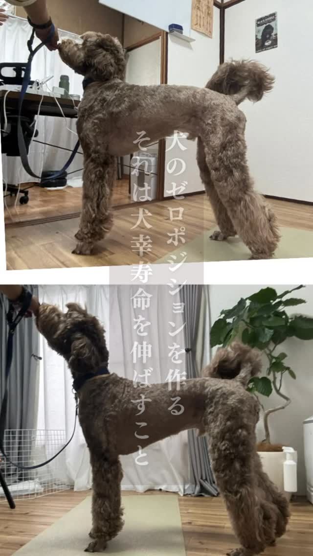 Laughwithdogは老犬介護、犬の整体、犬のリハビリ、犬のしつけ